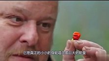 世界上最小的辣椒，也是最辣的辣椒，一小个能辣到休克