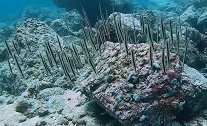 潜水员印度尼西亚海域拍到一群刀片鱼似树叶悬浮在海中