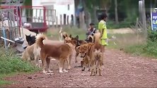 9只田园土狗聚集在一起，霸占整条道路浩浩荡荡！气场十足