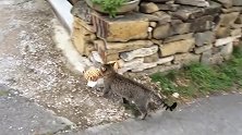 猫咪叼着小老虎翻墙，屁颠屁颠的可得瑟了