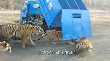 饲养员向虎园扔进一只羊，一周后查看，眼前的一幕让人不淡定了！
