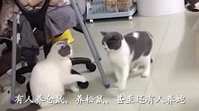 猫咪被烧火冒烟了都不怕，不是亲眼所见根本不信！