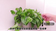不管家中空间再大，绿萝都不能放这3个地方，不是迷信，涨见识了