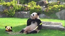 貌美如花的熊猫樱浜吃得好欢畅，一脸满足的样子可爱到爆