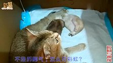 漂亮母猫生下龙凤胎，十二天没睁眼网友着急，其实它眼睛露缝儿了