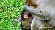猴妈为了能多一点奶水给自己儿子，没食物吃就吃草