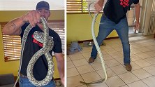 美国加州一男子在沙发垫下面发现一条2米长蛇