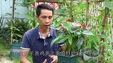 想让室内的红掌旺盛翠绿，开花多，少用农家肥化肥，多用“它”！