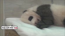 熊猫宝宝像人类婴儿一般蜷缩着睡觉，治愈系睡姿萌化你的少女心
