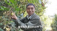 山里的野果牛卵坨成熟了，大叔一边摘一边吃，不一会就收获满满