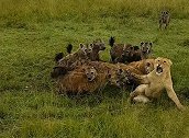 肯尼亚：十几只鬣狗围捕一只母狮，四只同伴前来相助结局反转