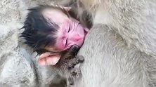粗心猴妈生产时不注意压到幼崽，险些夭折！