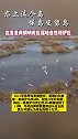恋上这个岛，候鸟变留鸟。青铜峡库区湿地自然保护区生态如画，鸟儿安家。