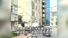安徽亳州动真格！公共区域发现未拴绳犬只，城管直接捕捉带走