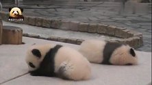 两只萌到极点的熊猫宝宝来圈粉了！全程昏睡不醒的小小只抢镜了