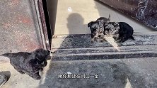 一群狗宝宝摇摇晃晃的跑到外面晒太阳，奶萌奶萌的样子太可爱了