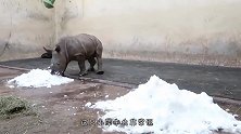 熊猫遇上鹅毛大雪，完全控制不住自己，网友：一看就是南方熊