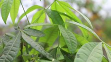 想要发财树枝繁叶茂，技巧很重要，方法用对不黄叶不烂根