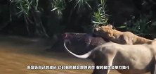 水牛奋起反击把狮子顶飞，为了活命爆发洪荒之力，镜头记录全过程