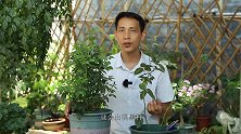 为何把月季枝干皮剥开？用处在哪？看完又学会1大妙招