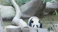 比国宝熊猫还珍贵的物种，再不保护子孙只能看标本，网友：真神奇