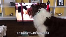 猴子小姐赖床不起，主人强行一把掀开被子！镜头拍下辣眼睛画面