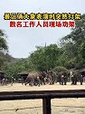 西双版纳：景区俩大象表演时突然打架，数名工作人员现场劝架