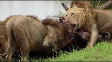激烈！狮子吃水牛