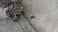 这是一只死掉的小虫子吗看这小猫咪紧盯的样子，真是好玩呢！