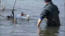 天鹅被水里的树枝困住，渔夫仗义相救