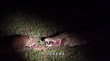 疯狂！鳄鱼正熟睡，非洲豹单枪匹马来抢食，谁料鳄鱼突然睁开眼！