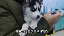 狗狗吞食杂物被男子急忙送医院，二哈躲主人怀里可怜兮兮惹人怜爱