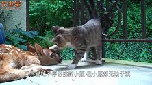 猫咪不停的挑衅小鹿，但小鹿却无动于衷，看完整个过程忍住别笑！