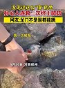河南郑州：没见过这么傻的鱼，好心人连救三次终于成功