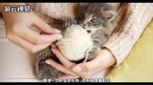 为啥猫离家出走后，很少有回来的迹象，让专家告诉你答案