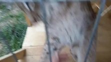 帅帅的小猞猁被关在笼子里，见到主人亲的不行，快放它出来玩玩吧