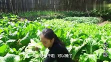 木子柳和妈妈摘完菜，再晒好，回家做一顿肠子配水浸糍，美味!