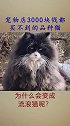 宠物店3000块钱都买不到的品种猫 ，为什么会变成流浪猫呢？