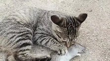 猫咪都有一种癖好，猫是老鼠的天敌，但是它抓老鼠之后总是和它玩