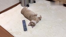 橘猫四仰八叉的躺在遥控器旁：看电视还是撸猫，自己看着办