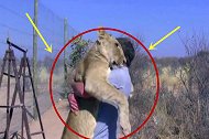 外国男子走近狮子旁， 狮子飞扑后的反应，太出人意料 ！