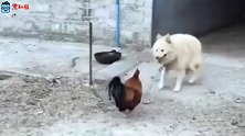 公鸡开始把拴着的狗狗逼的后退，真打起来的时候它就尴尬了！