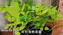 种植龙豆高产有方法，62天就能大丰收，按这个方法来你也行！