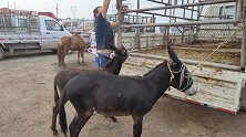 偶遇2匹3岁的宠物驴，活泼好动真可爱，一听价格是不是有点高？