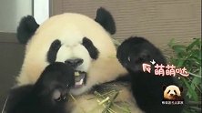 萌遍天下无敌手的熊猫宝宝彩浜又来圈粉了，小模样又漂亮又可爱