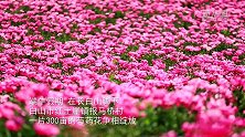长白山下芍药花海助推乡村绿色转型