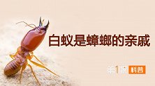 高能预警！在上海爆发吓到刘畊宏的白蚁，其实和蟑螂是亲戚！