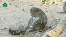 残忍的猴妈妈突然对猴儿施暴，一脚把小猴子踢得老远！