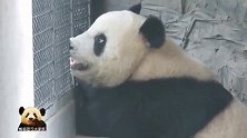 熊猫萌大等在铁窗前走来走去好焦急：萌小弟弟怎么还不来？