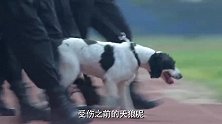 警花看不起自己的配犬，谁知警犬还记仇，饭都不吃了